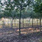 Caoutchouc Naturel: Plan D’Action pour Culture Durable Caoutchouc Naturel: Plan D’Action pour Culture Durable