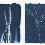 Atlas et Herbier de Camargue sur Plantes Rares Atlas et Herbier de Camargue sur Plantes Rares