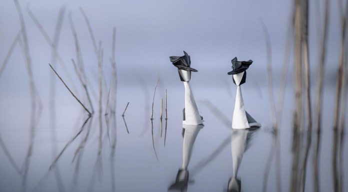 Origami Sauvage: Pliages Poétiques D’Animaux Origami Sauvage: Pliages Poétiques D’Animaux