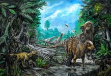 Dinosaures Découverts en Transylvanie, Pays de Dracula Dinosaures Découverts en Transylvanie, Pays de Dracula