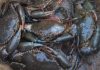 Exportation de Crabe: Fin du Monopole, Nouvelle Ère Exportation de Crabe: Fin du Monopole, Nouvelle Ère