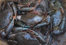 Exportation de Crabe: Fin du Monopole, Nouvelle Ère Exportation de Crabe: Fin du Monopole, Nouvelle Ère