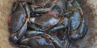Exportation de Crabe: Fin du Monopole, Nouvelle Ère Exportation de Crabe: Fin du Monopole, Nouvelle Ère