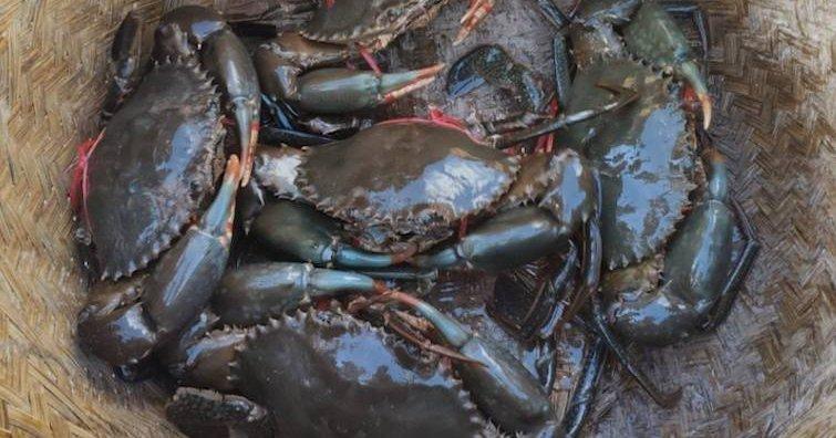Exportation de Crabe: Fin du Monopole, Nouvelle Ère Exportation de Crabe: Fin du Monopole, Nouvelle Ère