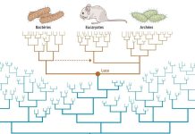 Luca, L’ancêtre de Tous les Êtres Vivants Luca, L’ancêtre de Tous les Êtres Vivants