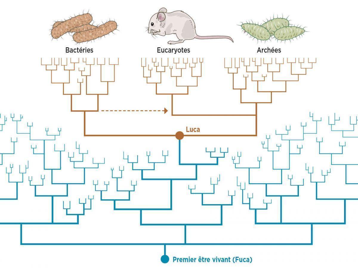 Luca, L’ancêtre de Tous les Êtres Vivants Luca, L’ancêtre de Tous les Êtres Vivants