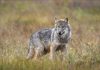 La Finlande Va Réautoriser la Chasse au Loup en 2026 La Finlande Va Réautoriser la Chasse au Loup en 2026