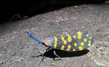 Un Rythme sans Précédent: 16 000 Nouvelles Espèces Un Rythme sans Précédent: 16 000 Nouvelles Espèces