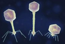 Des Virus Tueurs de Bactéries Dopés par L’Apesanteur Des Virus Tueurs de Bactéries Dopés par L’Apesanteur