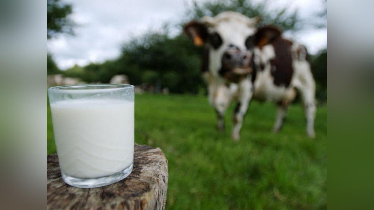 Avons-Nous Vraiment Besoin de Boire du Lait? Avons-Nous Vraiment Besoin de Boire du Lait?