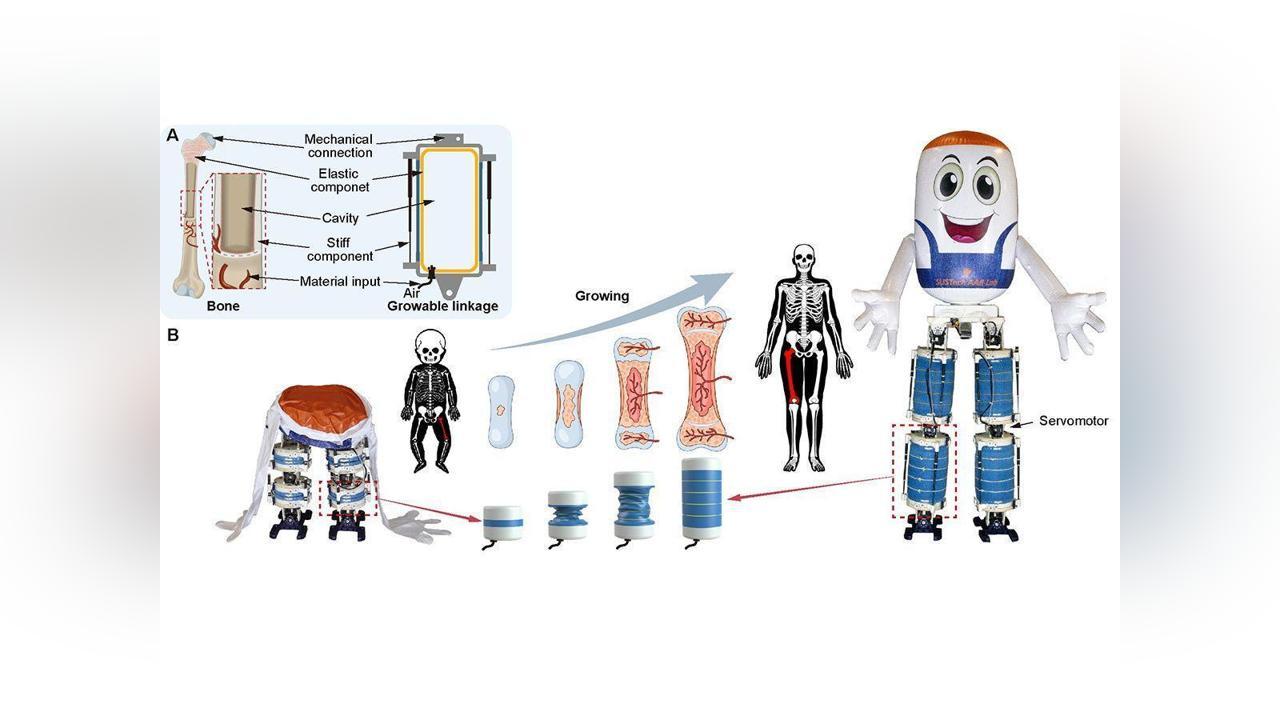 Robot Humanoïde Gonflable Changeant de Taille Robot Humanoïde Gonflable Changeant de Taille