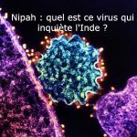 Virus Nipah et Céréulide: Actu Scientifique BrèVe Virus Nipah et Céréulide: Actu Scientifique BrèVe