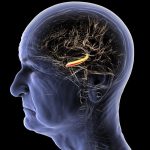 Déclin Cognitif et Perte de Mémoire Cerebral Déclin Cognitif et Perte de Mémoire Cerebral