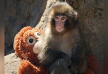 Accroche-Toi Punch: un Bébé Macaque Fait Sensation Accroche-Toi Punch: un Bébé Macaque Fait Sensation