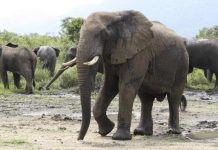 Migration D’Éléphants À Malemba-Nkulu Appel À Vigilance Migration D’Éléphants À Malemba-Nkulu Appel À Vigilance