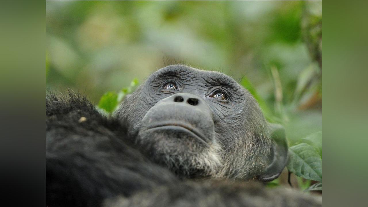 Consommation D’Alcool chez les Chimpanzés Confirmée Consommation D’Alcool chez les Chimpanzés Confirmée