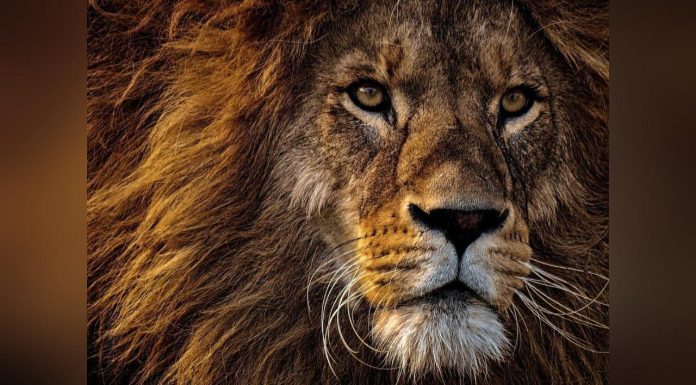 ADN de Lion Utilisé pour Condamner Braconniers ADN de Lion Utilisé pour Condamner Braconniers