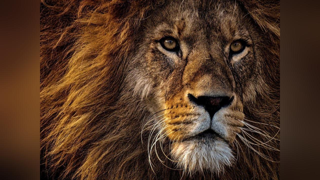 ADN de Lion Utilisé pour Condamner Braconniers ADN de Lion Utilisé pour Condamner Braconniers