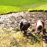 Pauvreté Rurale: la Situation Continue de se Détériorer Pauvreté Rurale: la Situation Continue de se Détériorer