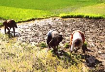 Pauvreté Rurale: la Situation Continue de se Détériorer Pauvreté Rurale: la Situation Continue de se Détériorer