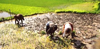 Pauvreté Rurale: la Situation Continue de se Détériorer Pauvreté Rurale: la Situation Continue de se Détériorer