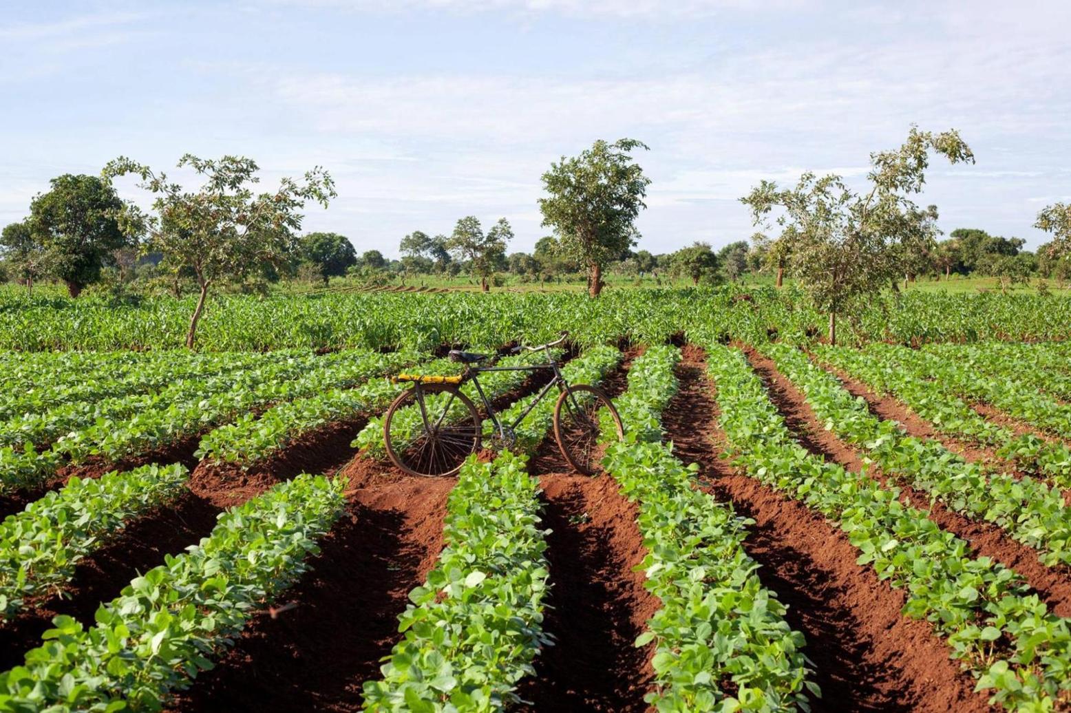 African Development Bank approves $150 million to support agriculture value-chain development in Africa African Development Bank approves $150 million to support agriculture value-chain development in Africa