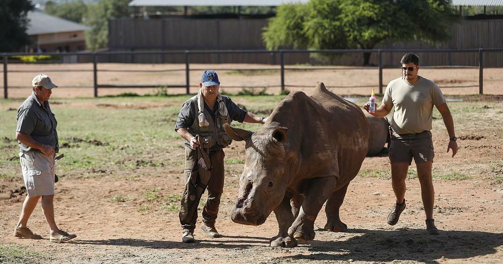 Rhino poaching resumes in South Africa with private parks mostly targeted Rhino poaching resumes in South Africa with private parks mostly targeted