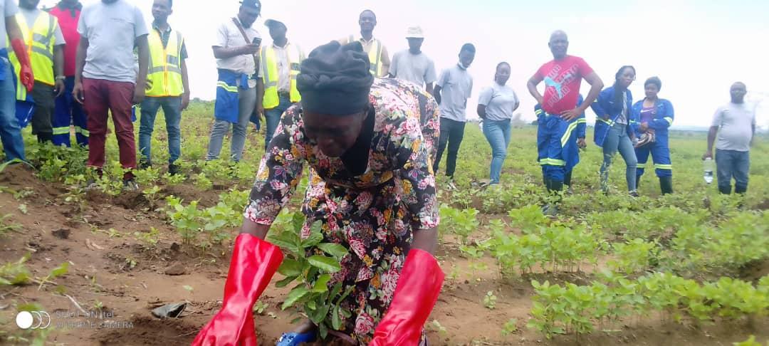 Greenbelt Authority invests MK50m in tree-planting along Lingazi River in Salima Greenbelt Authority invests MK50m in tree-planting along Lingazi River in Salima