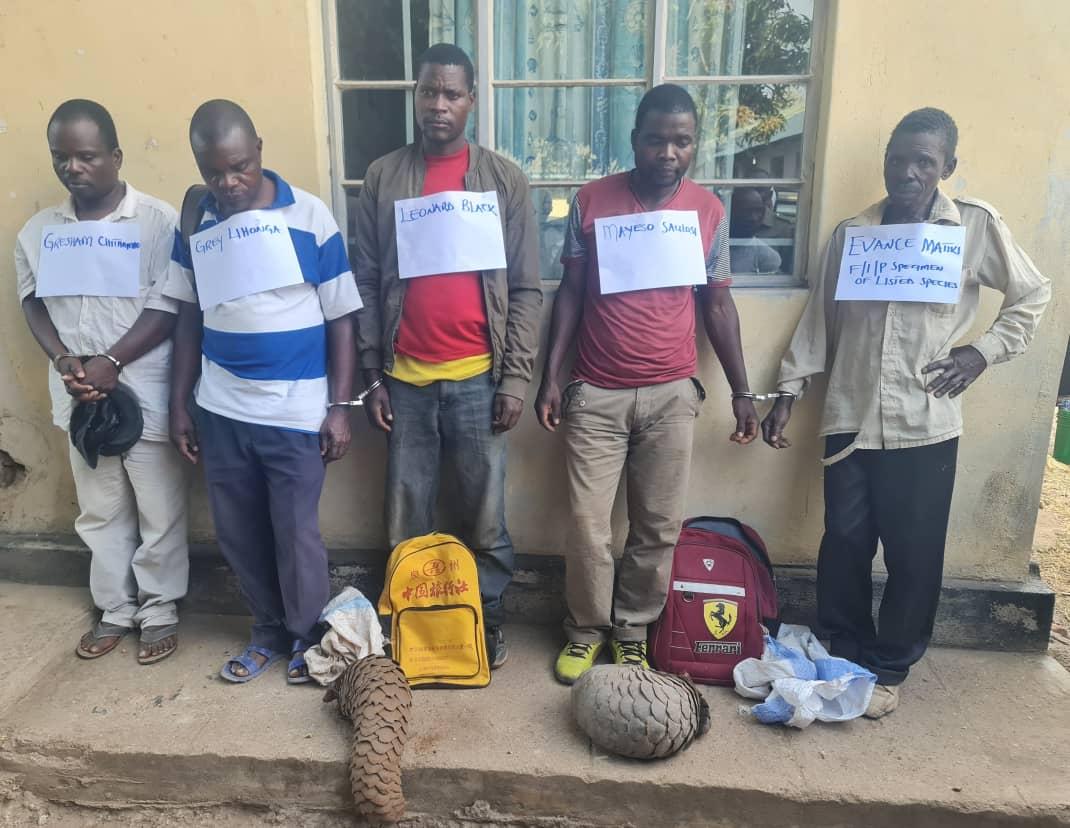 Five Malawi’s Mangochi men arrested over two pangolins possession Five Malawi’s Mangochi men arrested over two pangolins possession
