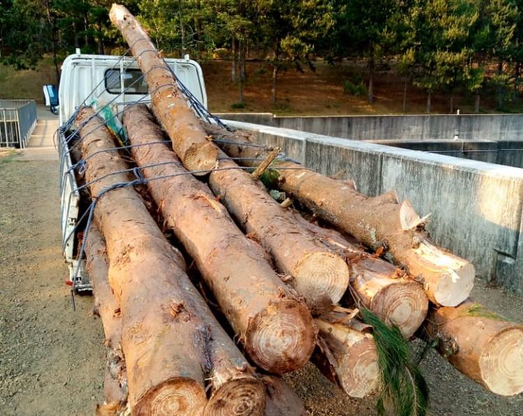 Six arrested for cutting down trees in Zomba
