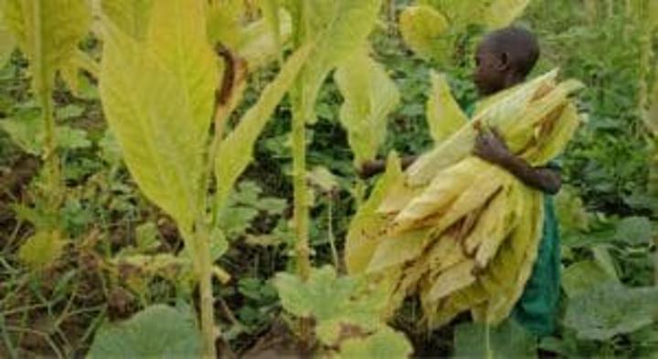 Malawi: Child trafficking and forced labour push thousands to work on tobacco farms Malawi: Child trafficking and forced labour push thousands to work on tobacco farms