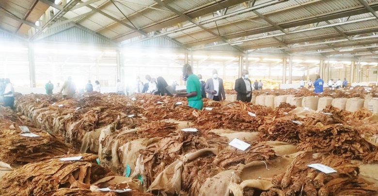 Tobacco output to grow by 51% Tobacco output to grow by 51%
