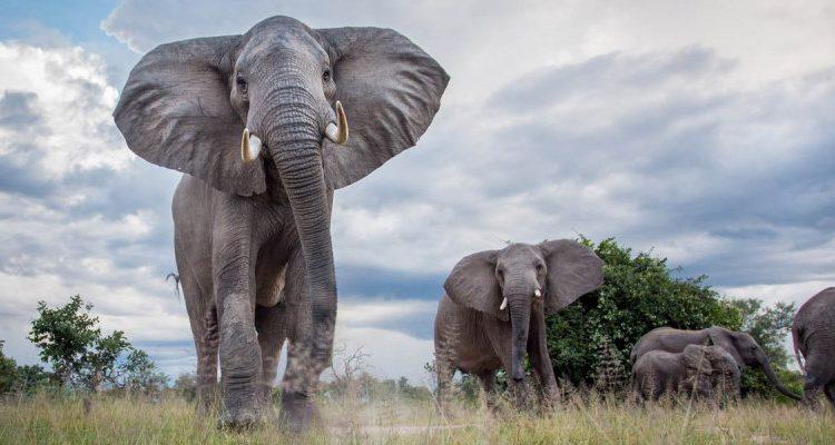 Mzimba, Nkhata Bay pigs under swine fever attack Mzimba, Nkhata Bay pigs under swine fever attack