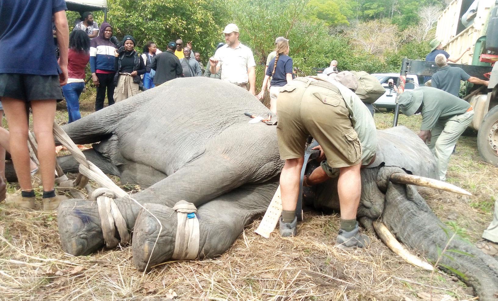 Malawi boosts forensics capacity against illegal wildlife trade Malawi boosts forensics capacity against illegal wildlife trade