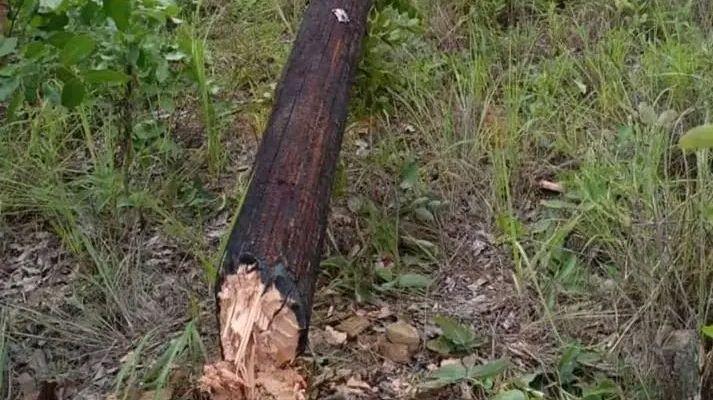 Thugs cut down eight Escom poles in Lilongwe