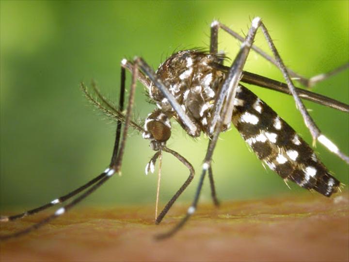 What you need to know about dengue fever What you need to know about dengue fever