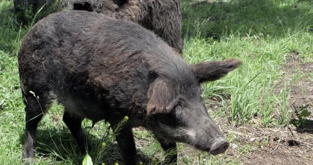 Nuclear weapons testing cause of radioactivity in wild boars Nuclear weapons testing cause of radioactivity in wild boars