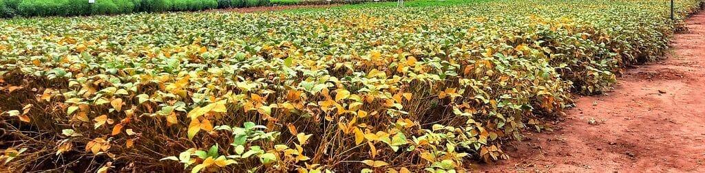 Local farmers dared on crop rotation against devastating Soybean Rust disease Local farmers dared on crop rotation against devastating Soybean Rust disease
