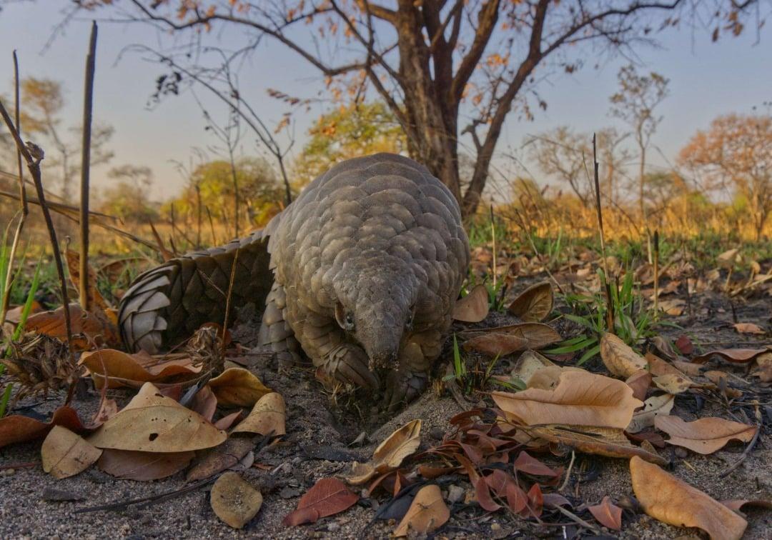 Pangolin, the world’s most trafficked mammal and why we should protect ...