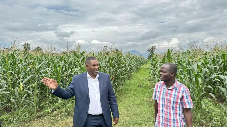 GOOD NEWS: First round of 2023/24 agric production estimates show 2.8% increase in maize production