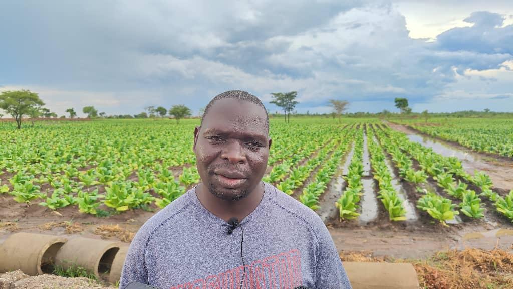 Chithyola’s Namuleri Farm hosts media, reveals plans to produce 3000 bales of tobacco each year Chithyola’s Namuleri Farm hosts media, reveals plans to produce 3000 bales of tobacco each year