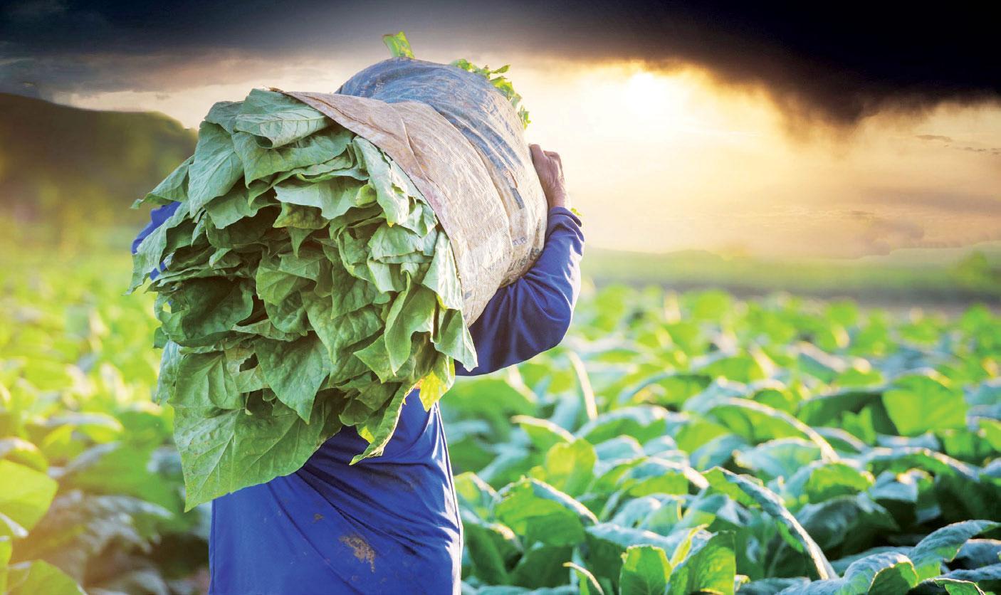 Tobacco exports hit historic $504 million