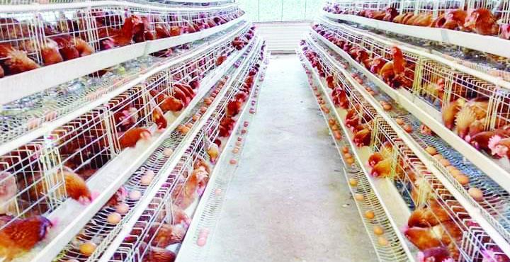 Poultry industry faces extra threat Poultry industry faces extra threat