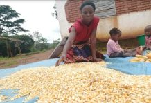 NFRA Says It Will Only Import Maize NFRA Says It Will Only Import Maize