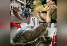 Man Discovered Inside 8-Meter Python Shocks World Man Discovered Inside 8-Meter Python Shocks World