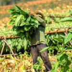 The Battle for Truth in Tobacco Harm Reduction The Battle for Truth in Tobacco Harm Reduction