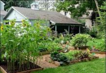 Backyard farming – a hub for family servings Backyard farming – a hub for family servings