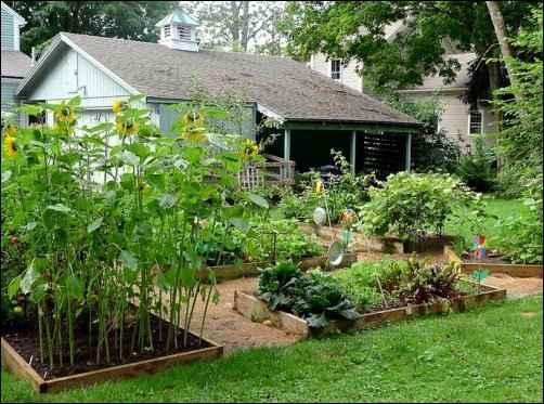 Backyard farming – a hub for family servings Backyard farming – a hub for family servings