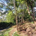 ANALYSIS | Deforested River Banks: Fueling Floods in Malawi ANALYSIS | Deforested River Banks: Fueling Floods in Malawi