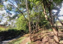 ANALYSIS | Deforested River Banks: Fueling Floods in Malawi ANALYSIS | Deforested River Banks: Fueling Floods in Malawi